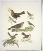 Shrike-M/F; Cuckoo; Blackbird; Crested Titmouse